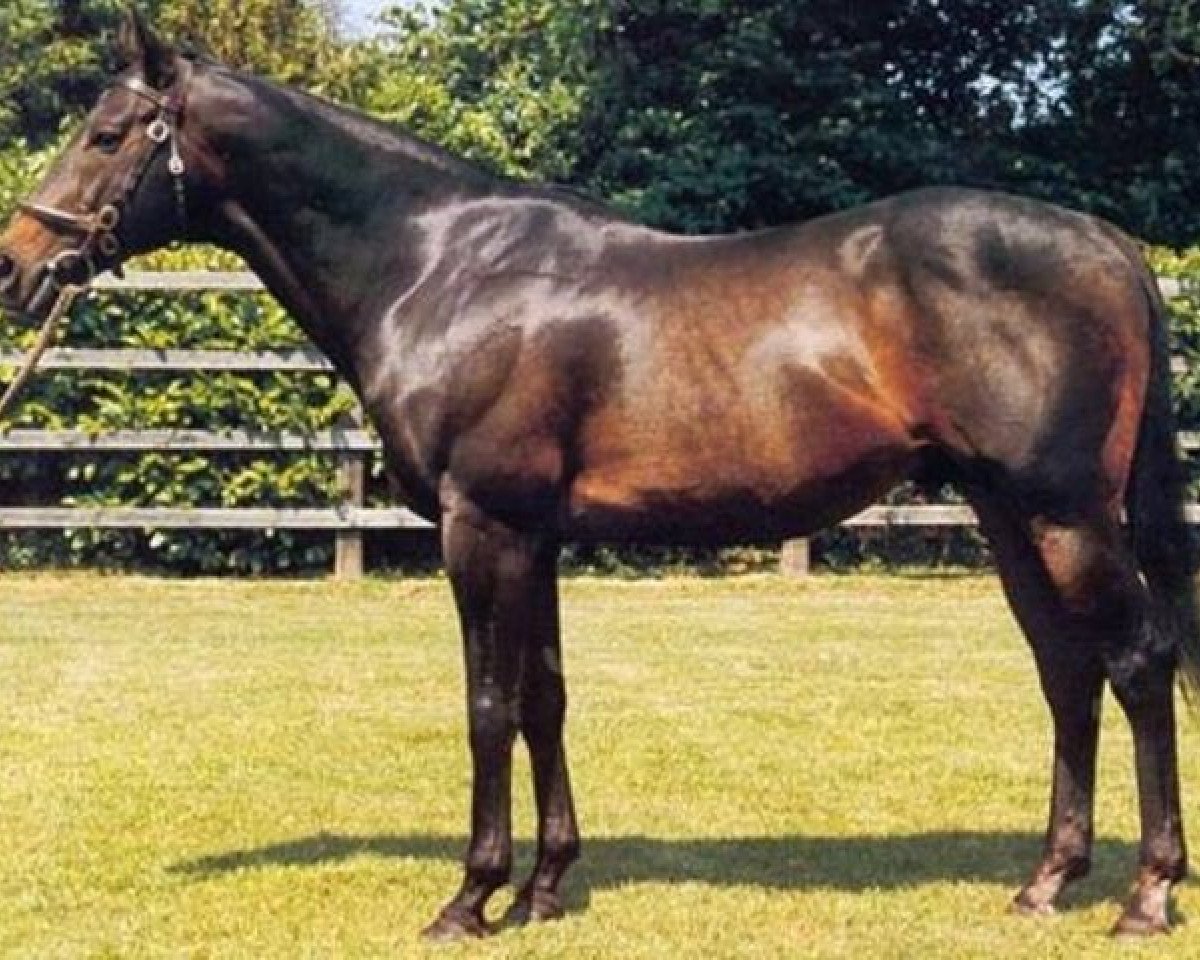 horse Prince Sabo xx (Thoroughbred, 1982, from Young Generation xx)