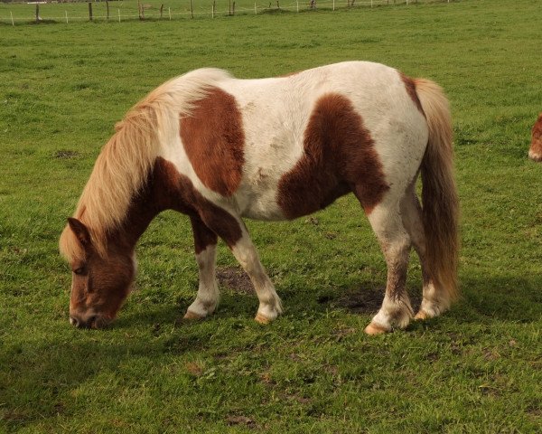 Zuchtstute Daisy (Shetland Pony, 2009, von Heros van Heeselt)