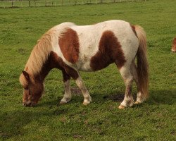 Zuchtstute Daisy (Shetland Pony, 2009, von Heros van Heeselt)