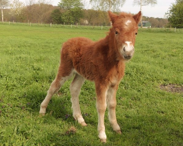 Zuchtstute Elly (Shetland Pony, 2014, von Elvis Junior vom Fasanenweg)