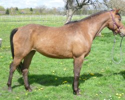 broodmare OKS Jamila (Appaloosa, 2011, from OK Top Star)