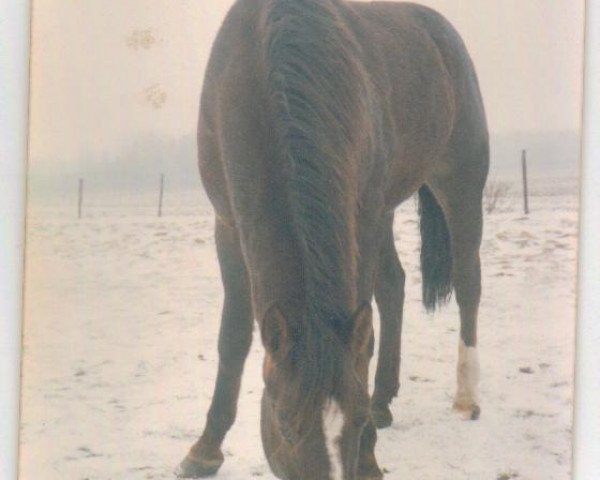 Zuchtstute Barby´s Pride (Quarter Horse, 1971, von Tons Leojo Reed)