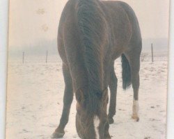 broodmare Barby´s Pride (Quarter Horse, 1971, from Tons Leojo Reed)