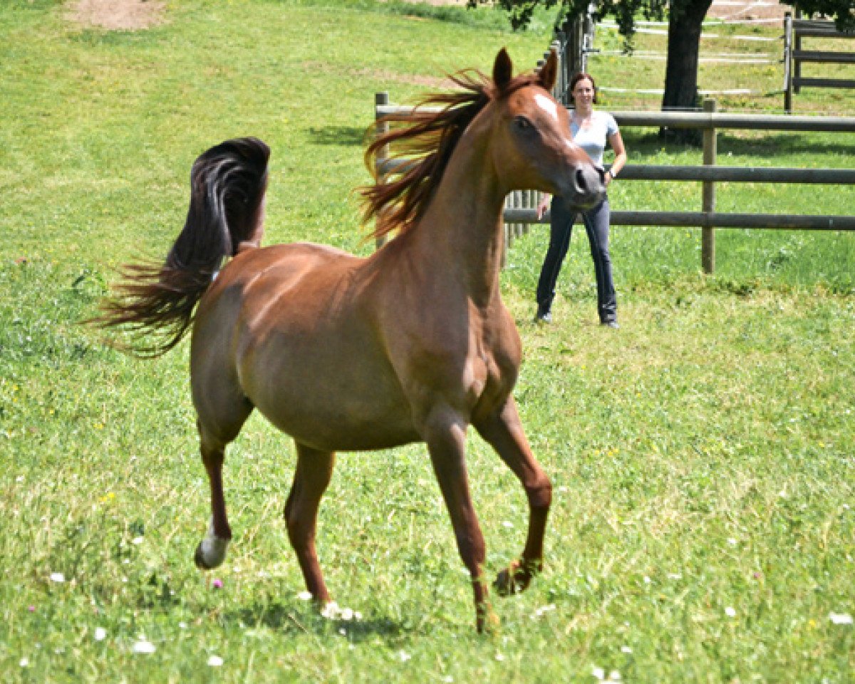broodmare Al Batida ox (Arabian purebred, 2001, from AL Magniffico ox)