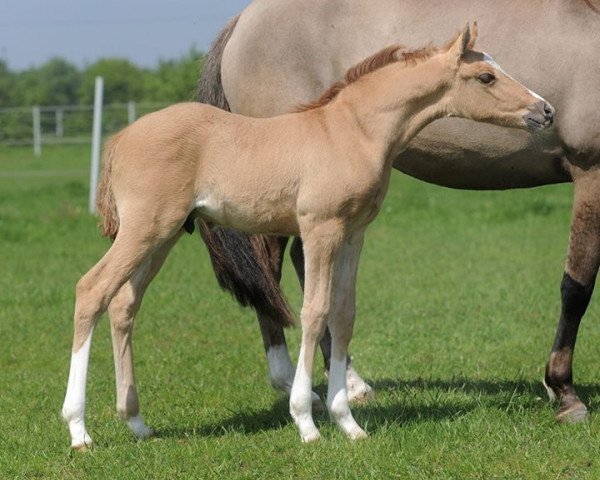 dressage horse Hilkens Cosmo (German Riding Pony, 2014, from Cosmopolitan NRW)