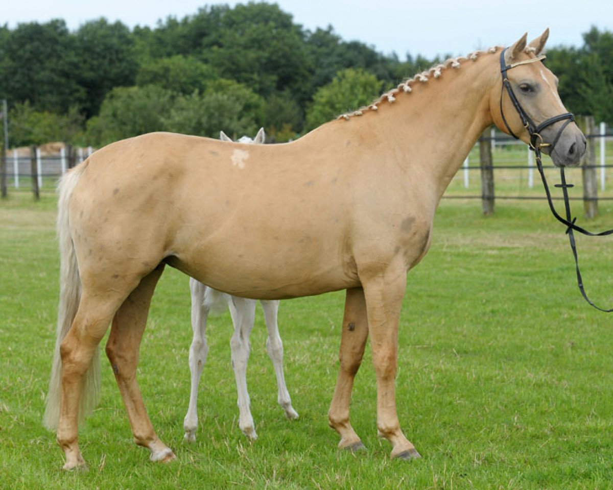 broodmare Hilkens Magic Gold (Westphalian,  , from Magic Memphis)