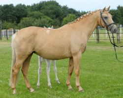 Zuchtstute Hilkens Magic Gold (Westfale,  , von Magic Memphis)