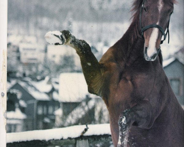 Pferd Eva Reed Too (Quarter Horse, 1985, von Royal te Too)