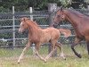 Dressurpferd Hilkens Ma Jolie (Deutsches Reitpony, 2013, von Caramel FH WE)