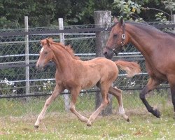 dressage horse Hilkens Ma Jolie (German Riding Pony, 2013, from Caramel FH WE)