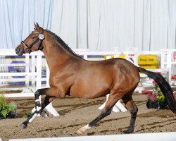 stallion Hilkens No Kidding (German Riding Pony,  , from Nemax)