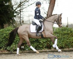 Zuchtstute Hilkens Sheylah (Deutsches Reitpony, 2004, von FS Champion de Luxe)