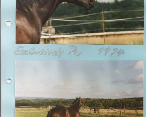 stallion Exclusively Par (Quarter Horse, 1982, from Par Three)