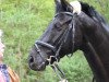 dressage horse Corleone P (Hanoverian, 2003, from Conteur)