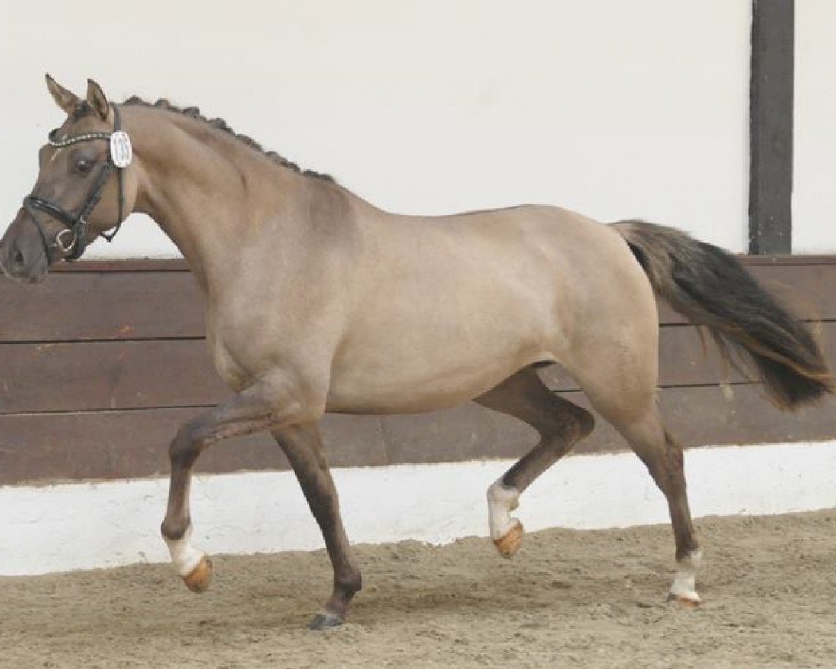 broodmare Hilkens Guineve (German Riding Pony, 2010, from Danny Gold)
