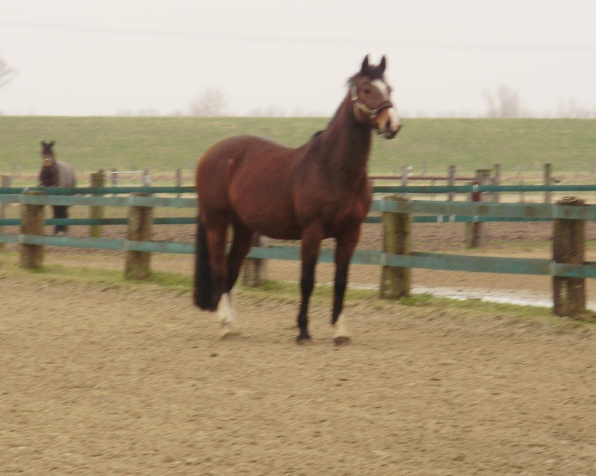 broodmare Embrica (Holsteiner, 1990, from Ramiro Z)