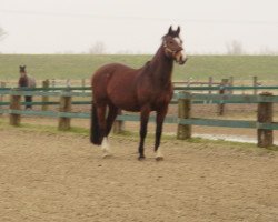 broodmare Embrica (Holsteiner, 1990, from Ramiro Z)