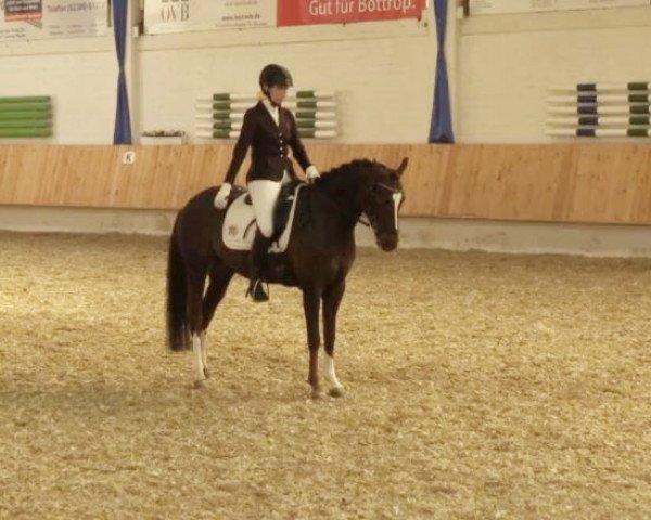 dressage horse Contra (German Riding Pony, 2009, from Constantin)