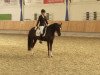 dressage horse Contra (German Riding Pony, 2009, from Constantin)