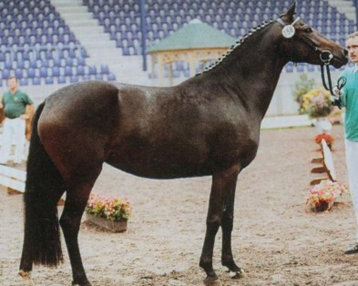 broodmare Charisma (German Riding Pony, 1997, from Chantre B)
