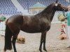 broodmare Charisma (German Riding Pony, 1997, from Chantre B)