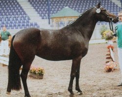 Zuchtstute Charisma (Deutsches Reitpony, 1997, von Chantre B)