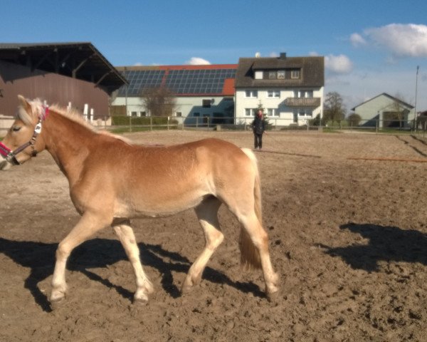 horse Nanouk (Haflinger, 2010, from Negresko)