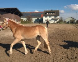 horse Nanouk (Haflinger, 2010, from Negresko)