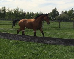 dressage horse Caruso 382 (Holsteiner, 2003, from Contender)