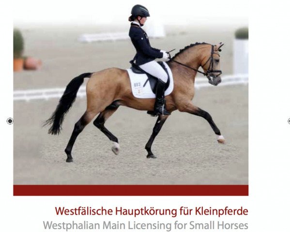 stallion A new Star (German Riding Pony, 2009, from A Gorgeous)