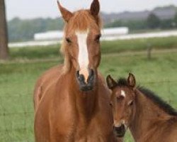 Zuchtstute Oosting Manuella (Nederlands Welsh Ridepony, 2001, von Verona's Bo-Gi)