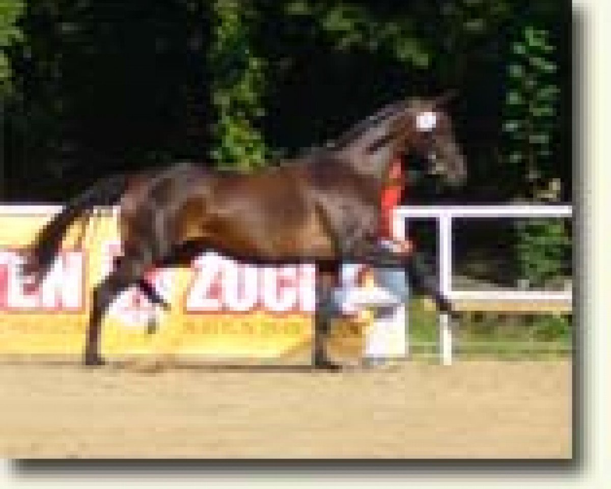 Zuchtstute Lucie (Deutsches Sportpferd, 2001, von Lucky Champ)