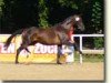 broodmare Lucie (German Sport Horse, 2001, from Lucky Champ)