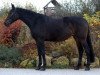 broodmare Donata (Oldenburg, 2006, from Danone 4)