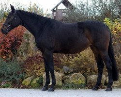 broodmare Donata (Oldenburg, 2006, from Danone 4)