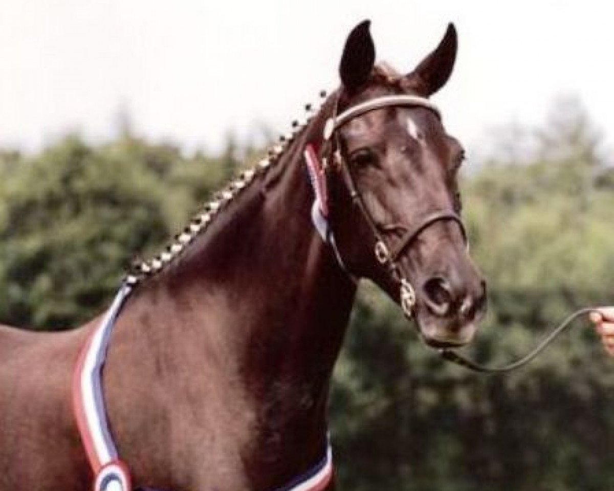 broodmare Sonhof's Sabine (Nederlands Welsh Ridepony, 1982, from Silvertop's Ricco)