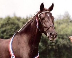 broodmare Sonhof's Sabine (Nederlands Welsh Ridepony, 1982, from Silvertop's Ricco)