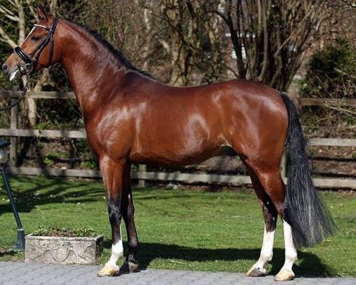 Deckhengst Leuns Veld's Xantos (Nederlands Welsh Ridepony, 2008, von Heitrak's Marvin)