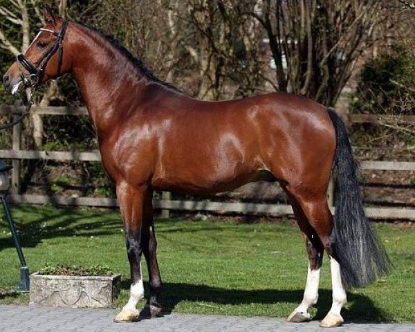 stallion Leuns Veld's Xantos (Nederlands Welsh Ridepony, 2008, from Heitrak's Marvin)