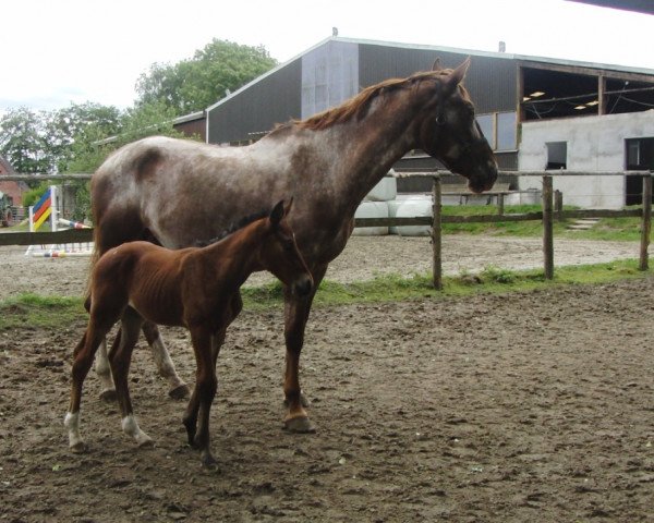 broodmare Majka (Przedswit,  , from Boves)