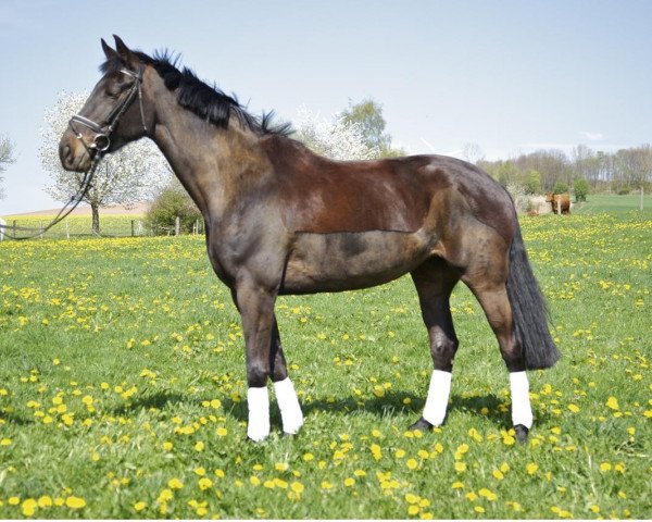 horse Corona 91 (Hanoverian, 2005, from Chasseur II)