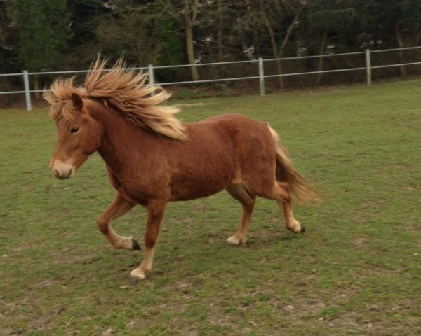 broodmare Hetja vom Rupphinerhof (Iceland Horse, 1999, from Nathan vom Schluensee)