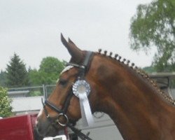 dressage horse Rocky 1537 (Hanoverian, 2006, from Royal Blend)