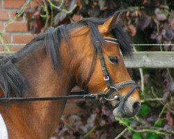 broodmare Leucarum Gladness (Welsh-Pony (Section B), 2011, from Leucarum Peter Pan)