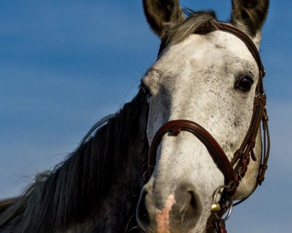 Pferd Aleja Roz (Polnisches Warmblut, 2006, von Barbur)