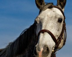 horse Aleja Roz (Polish Warmblood, 2006, from Barbur)