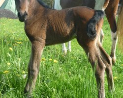 horse Catan (German Warmblood, 2015, from Soel'rings Classix Royal)