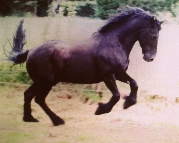 horse Kris (Merenspony, 1998, from Djibouti Fantilhou)