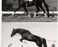 stallion Frontenac (Westphalian, 1984, from Frühlingstraum II)