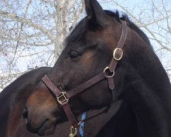 horse Fronta De LIne (Kanadisches Warmblut, 2001, from Frontenac)